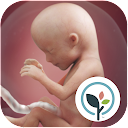 Pregnancy App & Baby Tracker